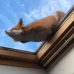 image for Fox sleeping on skylight :)