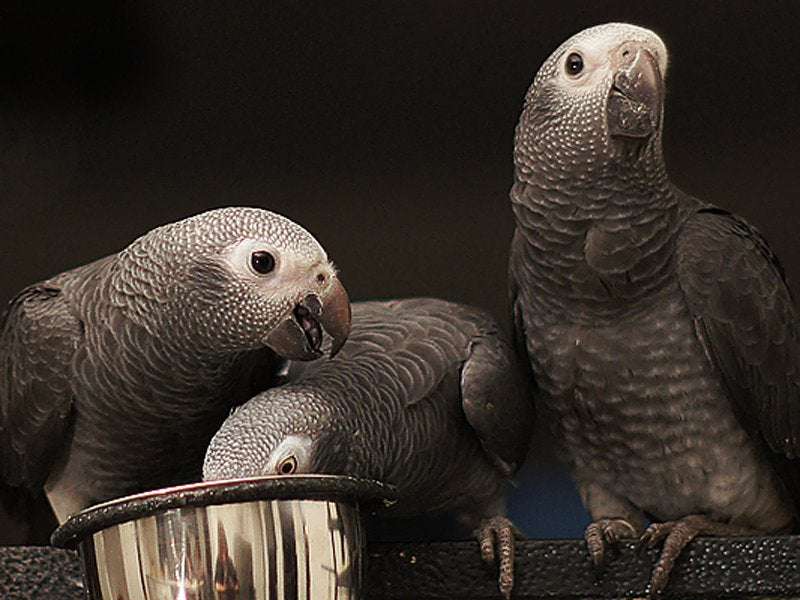 image for Parrots Will Share Currency to Help Their Pals Purchase Food
