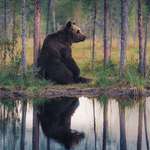 image for 🔥 Bear in the Finnish wilderness (photo Konsta Punkka) 🔥