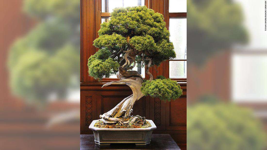 image for Bonsai thief steals $118,000 of tiny trees, including prized 400-year-old juniper