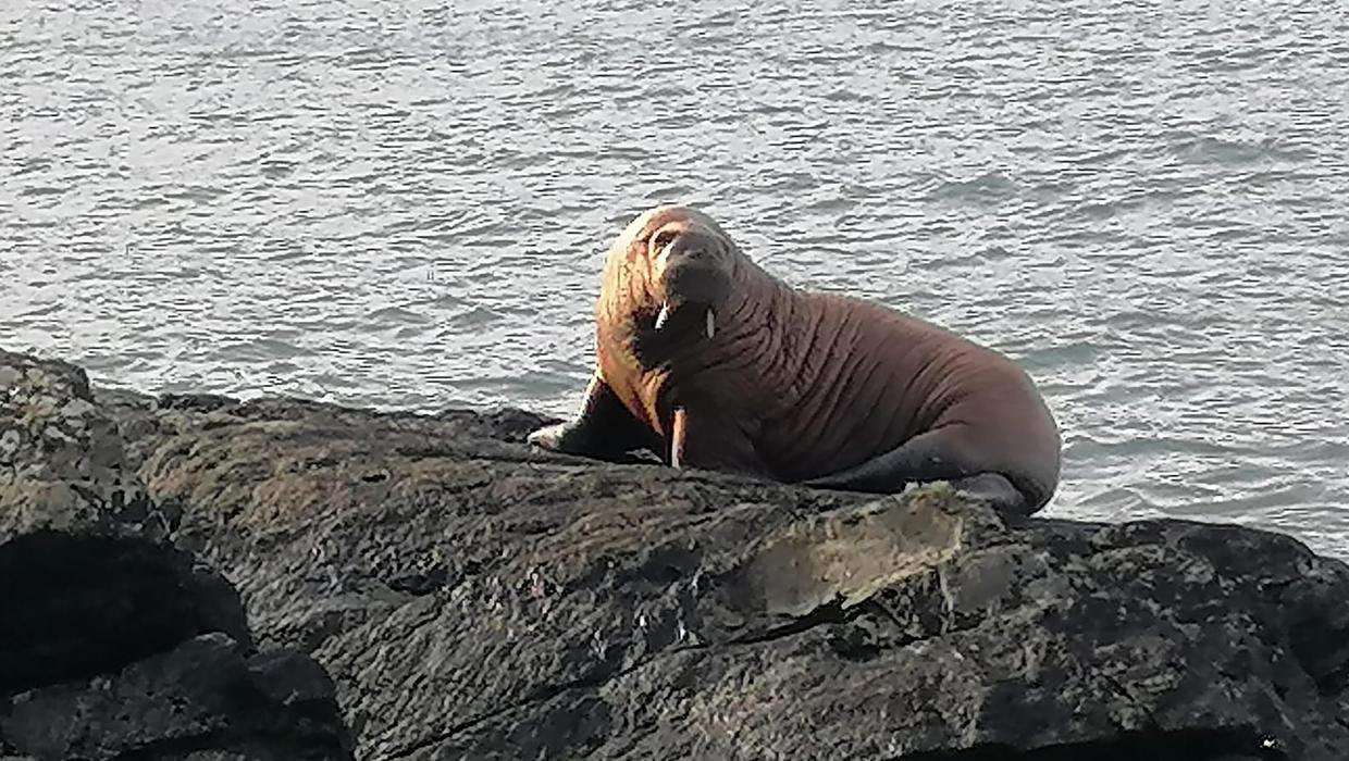 image for First ever sighting of a walrus in Ireland after it is thought to have drifted across Atlantic after falling asleep on iceberg