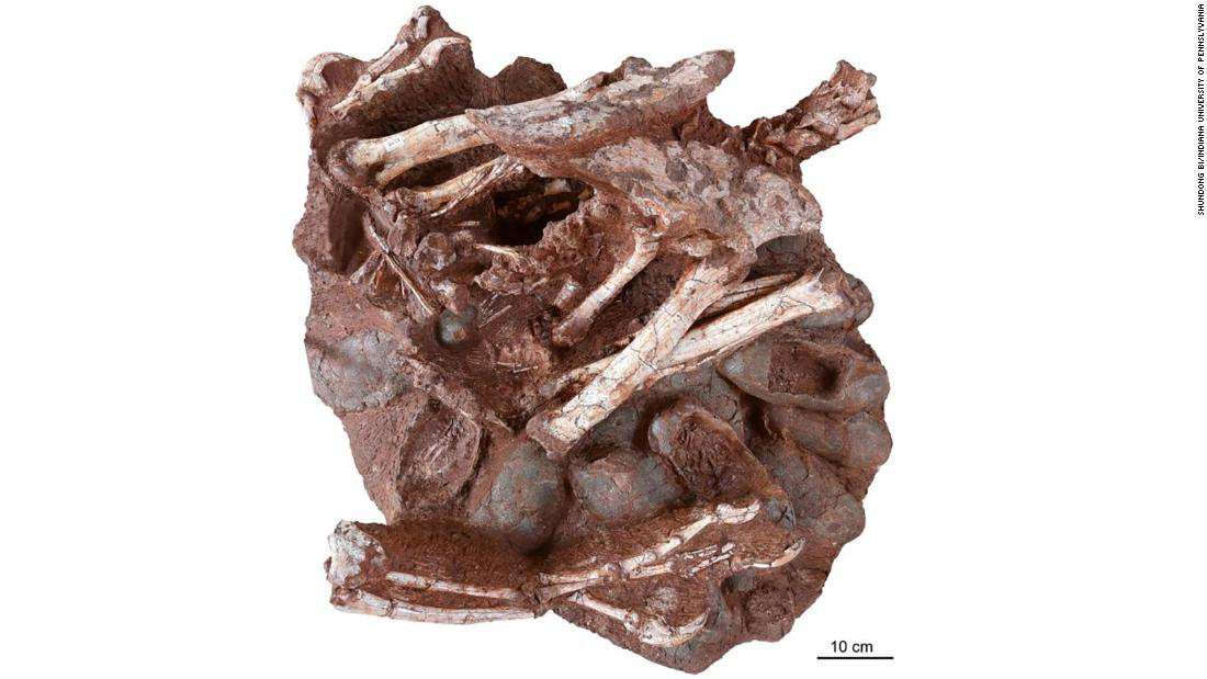 image for Researchers discover a dinosaur preserved sitting on a nest of eggs with fossilized embryos, a first