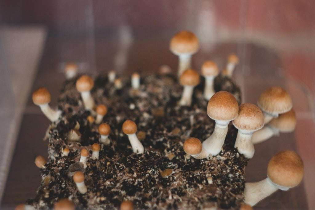 image for Magic Mushrooms Are Decriminalized in DC as of Today