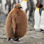 image for This baby penguin which looks like an angry kiwi fruit