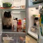 image for sometimes Noodle prefers to have his existential crisis in the fridge