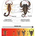 image for Scorpion Guide (for South Africa mostly)