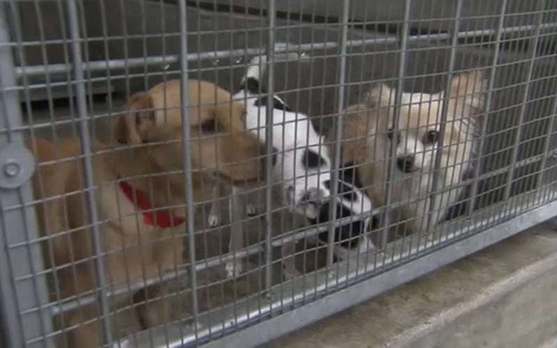image for LA officially becomes 'no-kill' city as animal shelters achieve 90% save rate