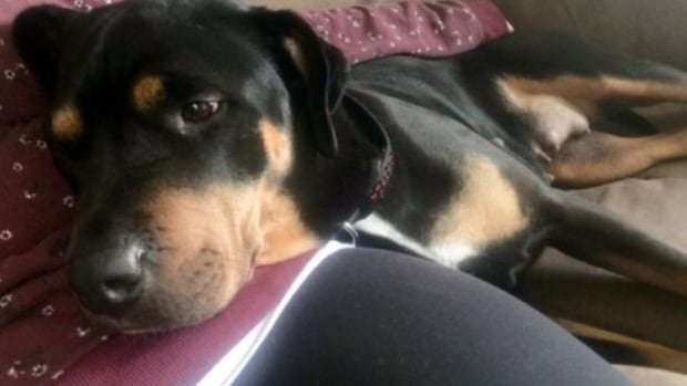 image for Windsor woman in disbelief after police shoot, kill dog in her backyard