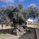 image for The oldest olive tree in the world -- 4000 years old -- location: Greece, Crete