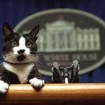 image for Socks the cat peers over the podium in the White House briefing room Saturday March 19, 1994