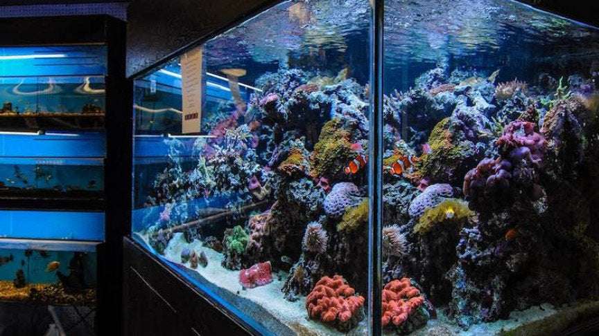 image for A Casino's Database Was Hacked Through A Smart Fish Tank Thermometer