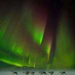 image for A group of reindeer running underneath the Northern lights