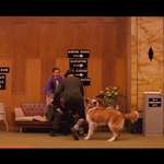 image for In The Grand Budapest Hotel (2014), Wes Anderson randomly cast a St Bernard he saw in the streets of Görlitz, Germany, while they were filming. He also avoided hiring an animal wrangler by having the dog’s owner appear in the scene.