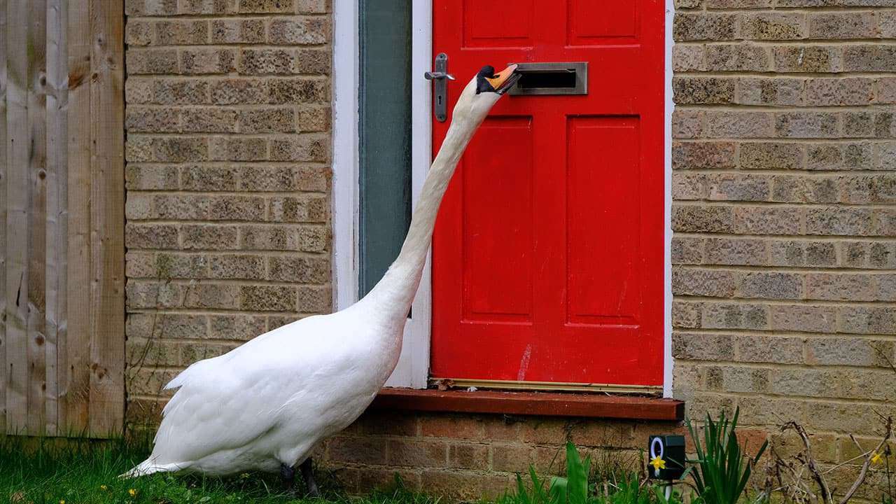 image for Swan terrorizes homeowners by constantly knocking on front doors: 'Extremely irritating'