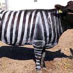 image for Scientists believe that a function of a zebra’s stripes is to deter insects, so a team or researchers painted black and white stripes on several cows and discovered that it reduced the number of biting flies landing on the cows by more than 50%.
