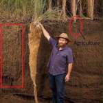 image for Comparison of the root system of prairie grass vs agricultural. The removal of these root systems is what lead to the dust bowl when drought arrived.