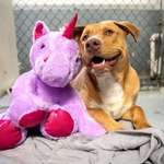 image for This is Sisu, a stray dog who broke into a Dollar General 5 times to steal this purple unicorn. When Animal Control got there the officer bought it for him.