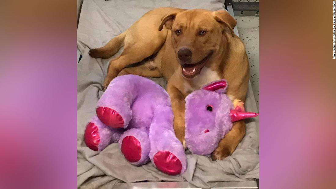 image for A stray dog kept stealing a stuffed unicorn from a Dollar General, so animal control bought it for him