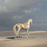 image for The golden horse of Turkmenistan