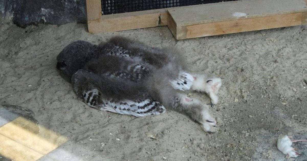 image for Adorable Photos Show How Baby Owls Sleep on Their Stomachs
