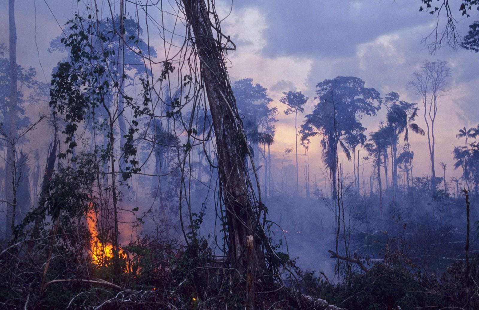 image for The Amazon Rainforest Now Emits More Greenhouse Gases Than It Absorbs