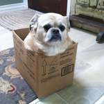 image for My dog went to go get the big belly rubs in the sky today. Here he is in an ice cream box.