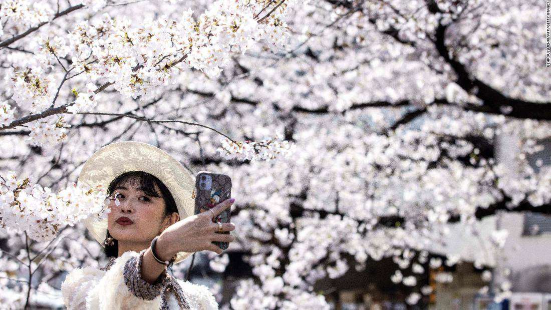 image for Japan just recorded its earliest cherry blossom bloom in 1,200 years. Scientists warn it's a symptom of the larger climate crisis