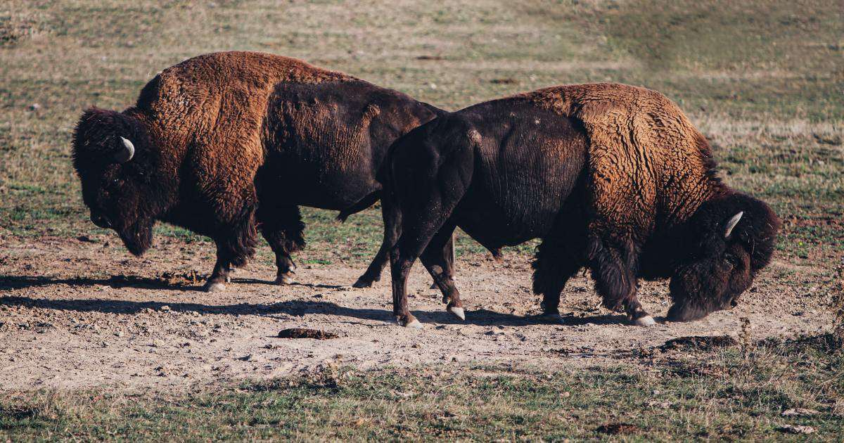 image for Denver donates bison to tribal nations to return animals to historical habitats