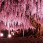 image for 🔥 144 year old wisteria in Japan