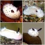 image for Sea Bunnies are a thing, shame on us for not talking about them more often.