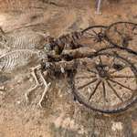 image for A 2000 year old Thracian chariot with horse skeletons.