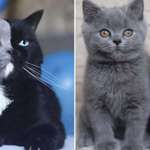 image for Cat With A Bicolor Face Is The Father Of Two Kittens Who Shared Their Colors