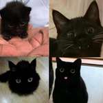 image for Bad luck go to hell, I want a black cat!