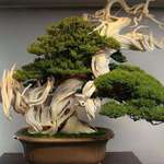 image for This bonsai tree is about 800 years.