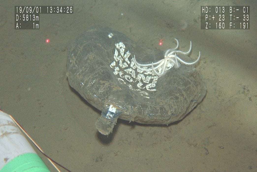 image for Single-use plastics dominate debris on the North Pacifics deep ocean floor