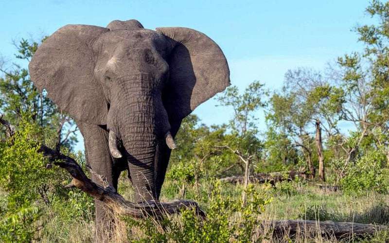 image for Suspected poacher killed by elephants at South African national park