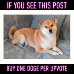 image for Let’s get Doge Day started off right!