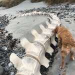 image for washed up whale spine