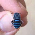 image for Not all bees are yellow and brown. This is a northern blue banded bee.