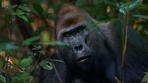 image for Are gorillas a danger to people?