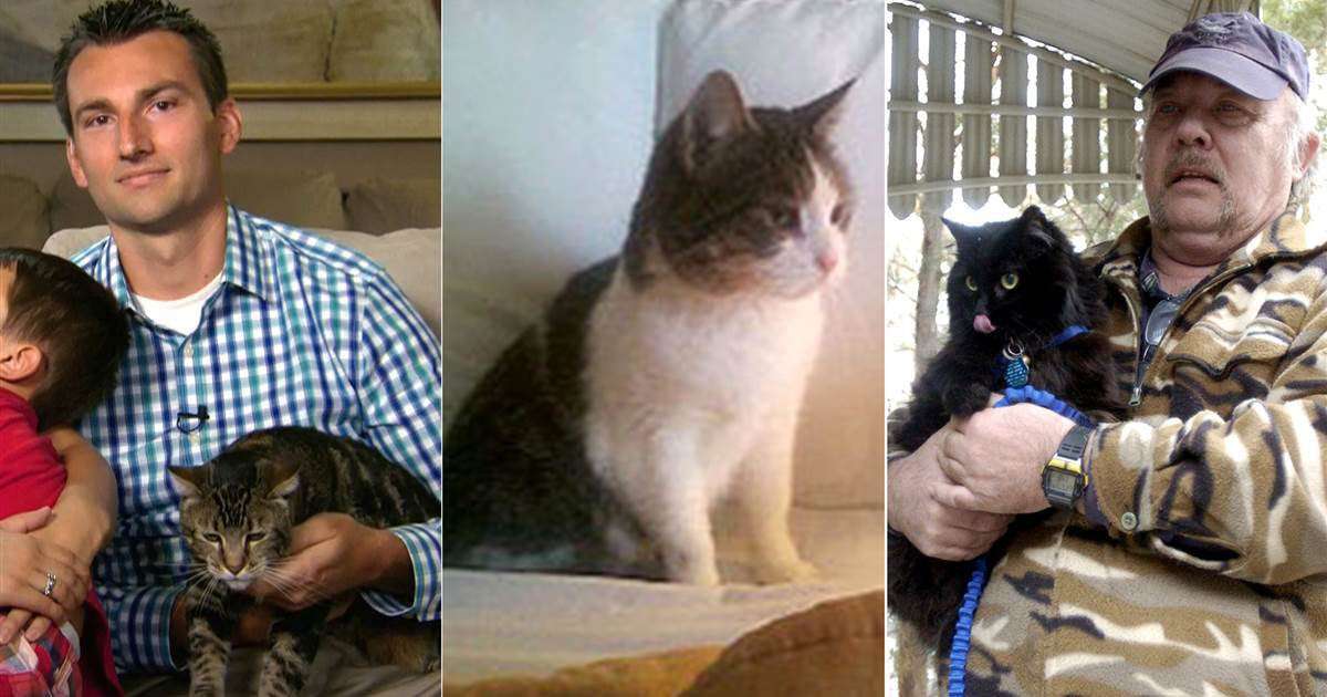 image for Good kitty: These 6 'hero cats' saved the humans they loved