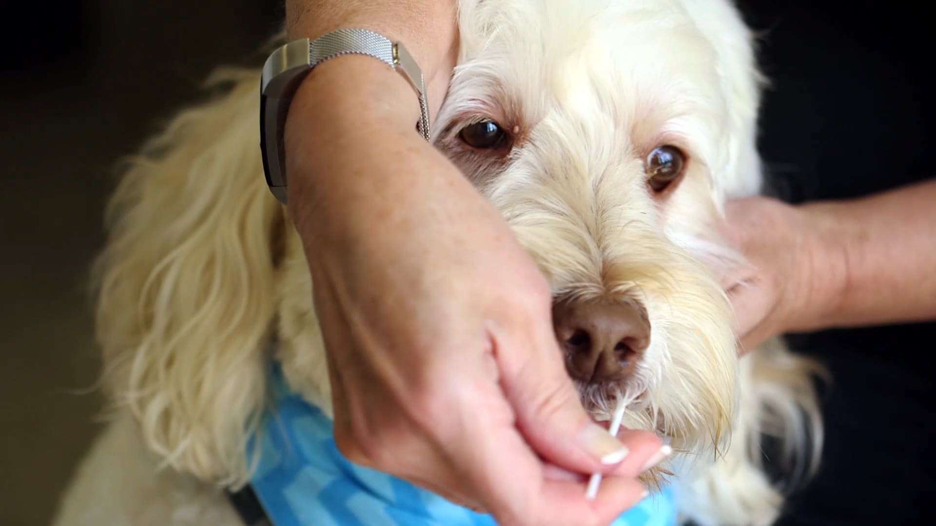 image for This company brings in $7 million a year testing dog poop DNA to catch non-scoopers
