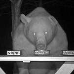 image for An agricultural engineer used this bear's night raids as a test to determine which type of honey was the best. In multiple, double-blind trials, "Big boy" always preferred the rare, expensive anzer honey; followed closely by chestnut, flower, and pine-wood honey.