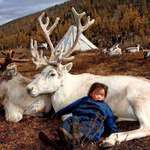 image for A Mongolian kid sleeping on a Tsaa buga (Reindeer)