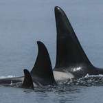 image for 🔥 A Huge Male Orca with his mother and baby sister, despite their size male orcas remain loyal/affectionate with their mothers for their entire lives