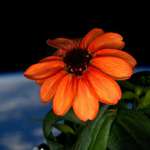 image for Earth Behind a flower that was grown on the International space station