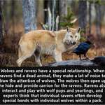 image for Ravens are also called "wolf birds".
