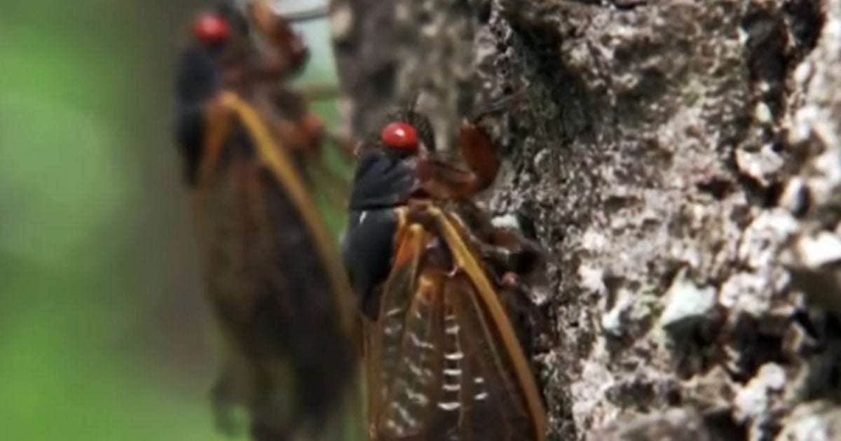 image for Trillions of cicadas are about to emerge after 17 years underground