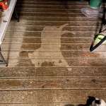 image for My dog fell asleep in the rain and the “shadow” looks like a cartoon dog.