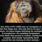 image for Ken Allen the most popular animal in the history of the zoo
